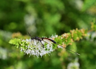 Gasteruptiidae species auf Minze