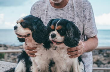 Defocused senior man at the beach embracing his two cavalier king charles dogs. Black and white...