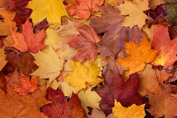 Fototapeta premium background of maple autumn leaves