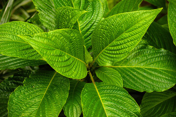 Green leaves background