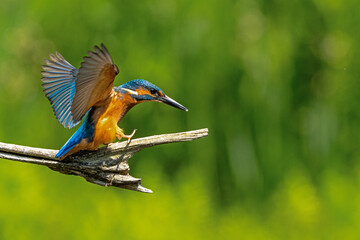 Common Kingfisher (Alcedo atthis) diving and fishing in the forest in the Netherlands