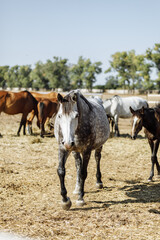 Obraz premium group of colorful horses is grazing on a lush green meadow under a bright sunny sky