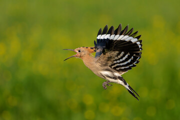 Eurasian hoopoe (Upupa epops) flying while searching for food in a meadow in the Netherlands. Green background.  © henk bogaard