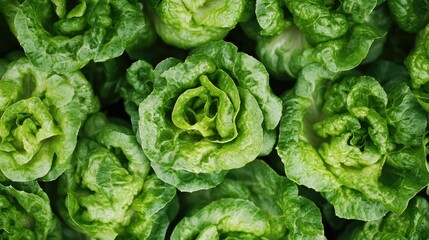 Obraz premium Close-up of fresh butterhead lettuce, showcasing the vibrant green leaves and crisp texture, perfect for healthy food concepts.