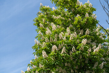 Young Light Green Chestnut Tree Leaves and Flowers Illuminated by the Sun, Blooming Chestnut Tree
