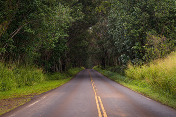 Obraz premium Road in the forest