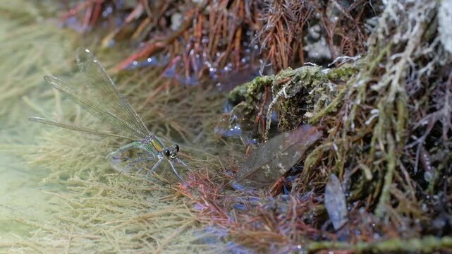damsel insect laying eggs in the river