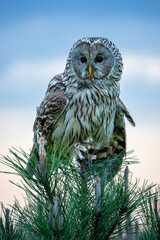 Ural owl (Strix uralensis) sitting on a branch late in the evening at sunset in the Netherlands