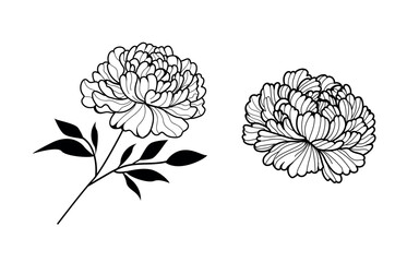 set of peony flowers one line. black and white on white background. peonies 