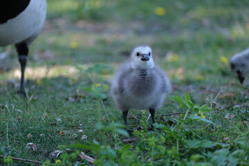 Fluffy geese