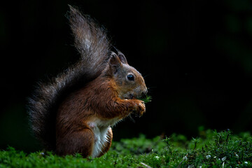 Eurasian red squirrel (Sciurus vulgaris) searching for food in the forest in the Netherlands.   