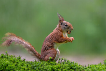 Eurasian red squirrel (Sciurus vulgaris) searching for food in the forest in the Netherlands.   