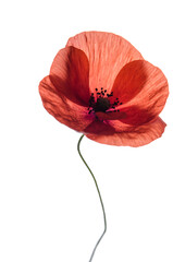 The isolated red poppy