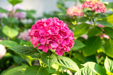 Hydrangea Flowers, Blooming Pink Hortensia, Hydrangea Paniculata Flower Closeup, Inflorescences