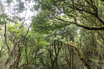 Laurel Park rural de Anaga, Tenerife lush greenery, walking paths, recreational area, local flora public park