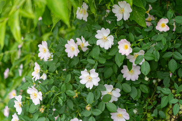 Delicate white flowers with soft pink hue, lush green foliage, natural garden setting, blooming in summer