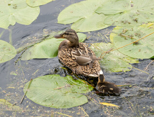 Mother duck and duckling swimming among lily pads on calm water, natural habitat, green leaves...