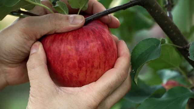 Close up of farmers hands pick red ripe apple from branch in summer garden. Harvesting of fruits. Gardening, agriculture.