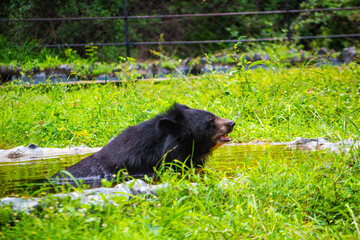 Black bear spotted in the pond and green grass background