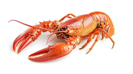 Fresh boiled red shrimp on a white background