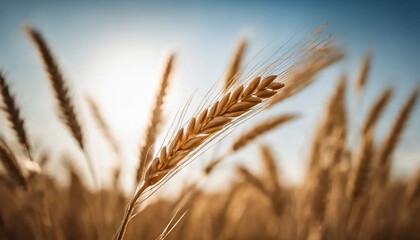 Fototapeta premium Wheat field