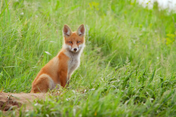 charming little fox cub in green meadow in summer