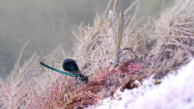 damsel insect laying eggs in the river