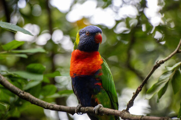 rainbow lorikeet in the tree