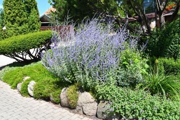 Blooming Russian Sage - Perovskia atriplicifolia in the landscape garden
