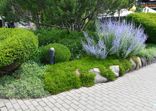 Blooming Russian Sage - Perovskia atriplicifolia in the landscape garden