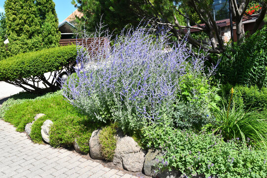 Blooming Russian Sage - Perovskia atriplicifolia in the landscape garden