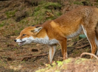 Close up of a fox in the forest eating a chick