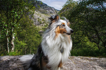 Chien en Norvège