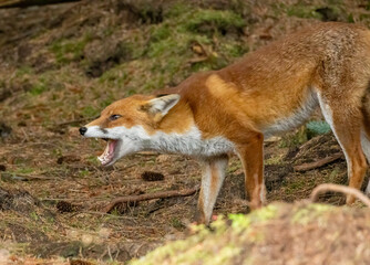 Close up of a fox in the forest eating a chick