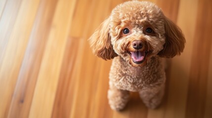 A happy brown poodle enjoying a stroll on a smooth hardwood floor, its fur contrasting beautifully with the wood grain.
