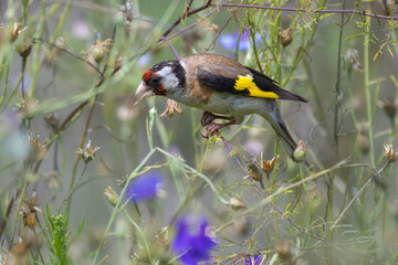 Close-up European goldfinch sits on dry flower stems, eats dry seeds bluets, and looks right toward the camera lens. Close-up European goldfinch on the bluets flower stems on a sunny summer day.