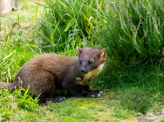 Cute little pine marten kit in the forest during daylight 
