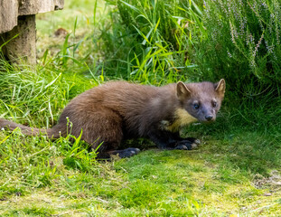 Cute little pine marten kit in the forest during daylight 