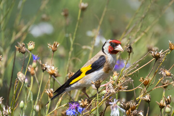 European goldfinch sits on the dry flower stems with seeds and looks towards the camera lens. Close-up European goldfinch on the flower stems on a sunny summer day.