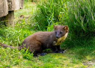 Cute little pine marten kit in the forest during daylight 