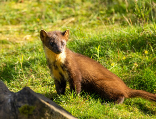 Close up of a pine marten in the forest during daylight 