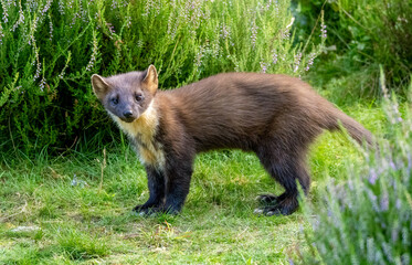 Cute little pine marten kit in the forest during daylight 