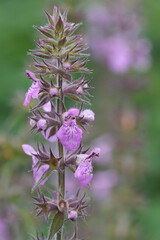 Vertical closeup on the light purple flowers of the European marsh hedgenettle wildflower, Stachys palustris