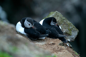 Landschaftsbild auf Island, Latrabjarg, Papageientaucher