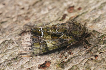 Closeup on a European Guernsey underwing owlet moth, Polyphaenis sericata on wood, Gard, France