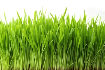 Fototapeta premium green grass isolated on white
