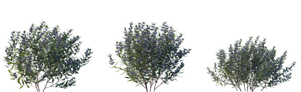 Set of Caryopteris &times; clandonensis (bluebeard, blue spirea or blue mist) frontal set street low-mounded, deciduous shrubs isolated png