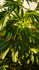 Hanf Blätter Blatt Cannabis Marihuana