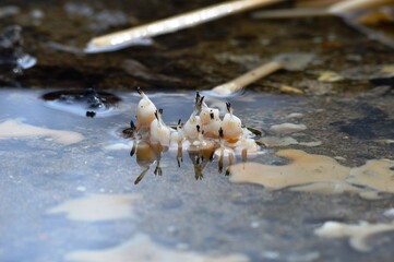 extinguished candles and reflection in the water