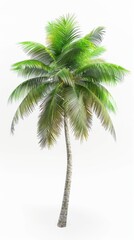Lush palm tree isolated on a white background
